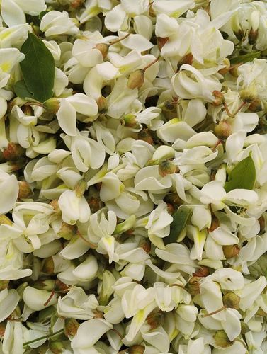 新鲜的槐花,气味香甜