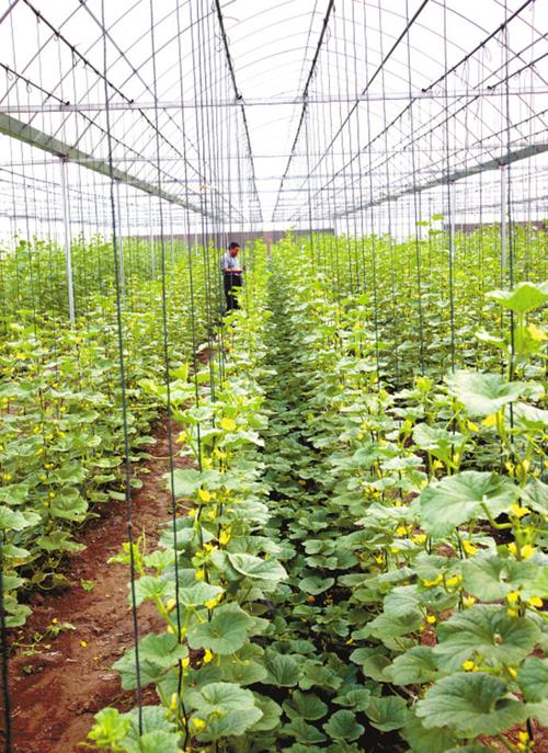 发表了博文《大棚蔬菜种植技术具体有些什么呢?