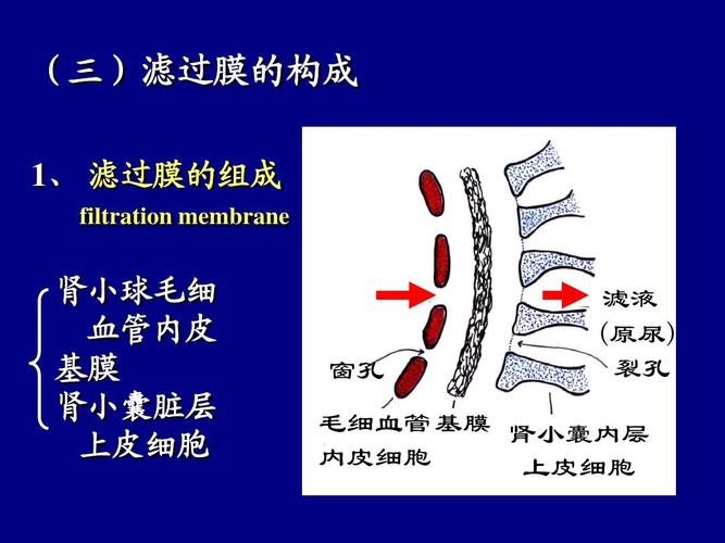 (三)滤过膜的构成 1, 滤过膜的组成 filtration membrane 肾小球毛细