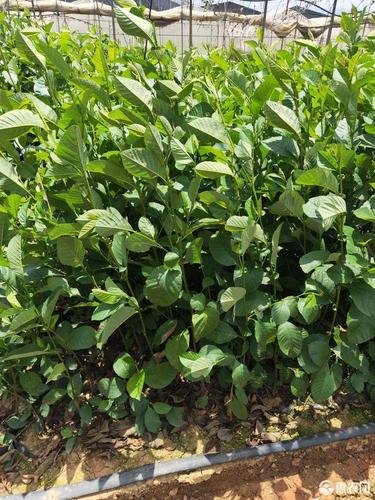 [桤木苗批发]桤木苗 旱冬瓜苗 冬瓜树 水冬瓜价格0.45