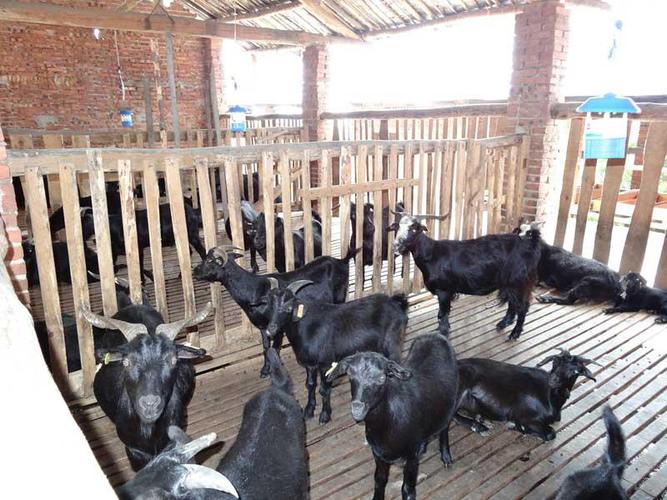 供应 黑山羊养殖