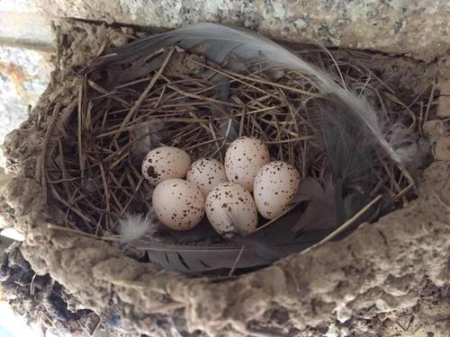 街边,燕子一年的故事(上)