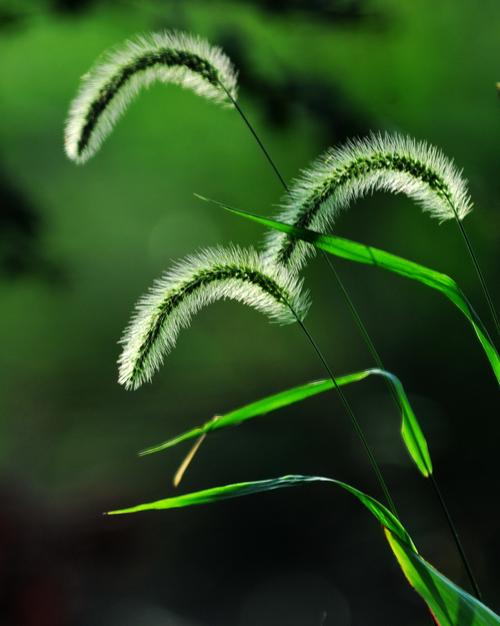 美人腿上马尾巴