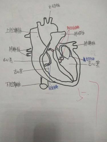 锡林浩特六中初一(3)班生物优秀心脏图展示