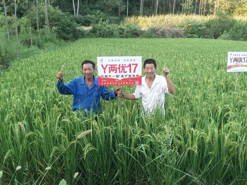安徽袁粮种业《y两优17》你种倒;我发奖!购买电话:15137706336