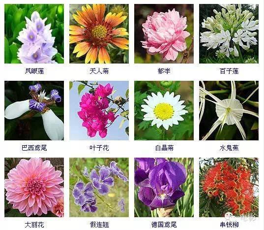 400多种常见花卉图谱图片