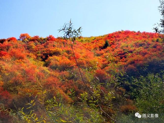 灵宝寺河山,红了!红了!