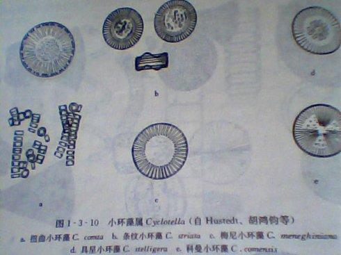 『学科笔记』水生生物学——硅藻