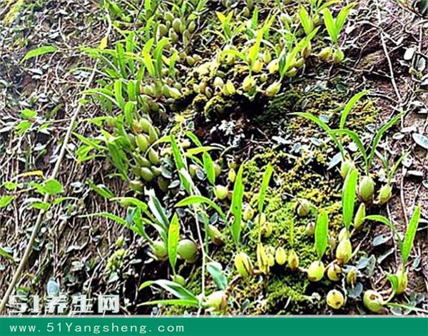 深山里的"石仙桃",很多人争着采,它能美容养颜预防疾病