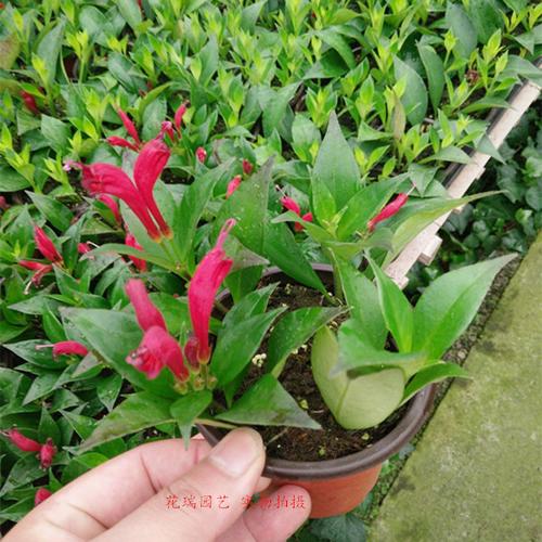 鲸鱼花盆栽 直立口红 凤凰还巢 金凤还巢大金鱼花 花苞满满状态好