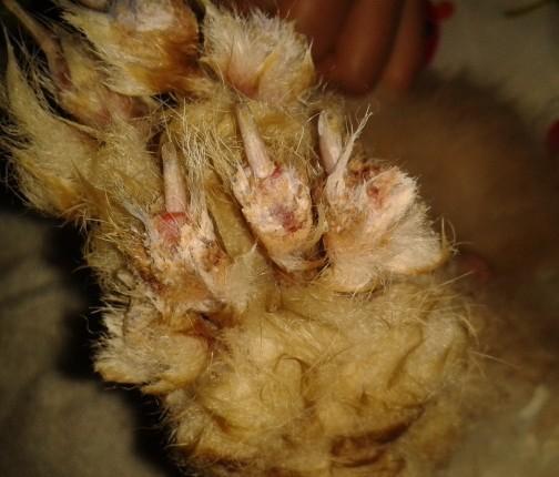 兔子脚有结痂 是螨虫 还是脚皮炎 有图