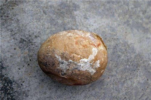 2019年有谁可以收蛋化石