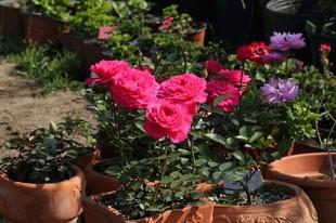 新品大花微月 榴花秋舞 扦插苗 阿杰花卉园t