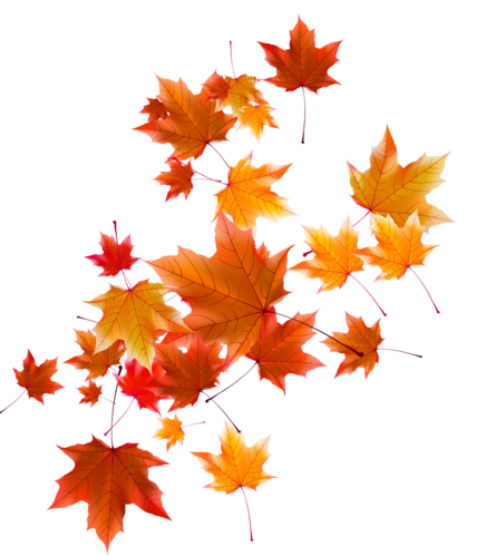 飘落的枫叶图片大全