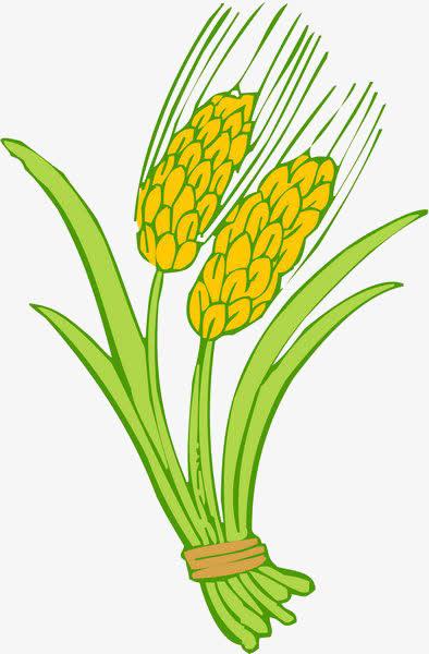 卡通,绘画,小麦,植物,农机