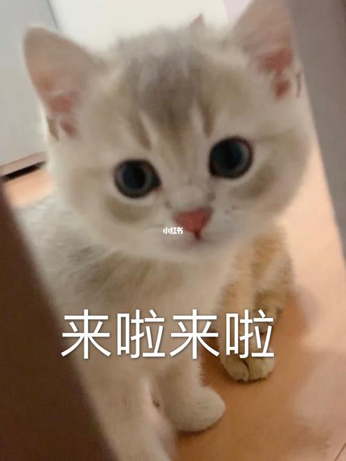 猫咪是快乐表情包的源泉呀!_表情包_猫咪_素材_表情包