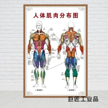 锻炼方法体操图解康复墙贴健身房会所贴纸挂图海报 人体肌肉分布图二