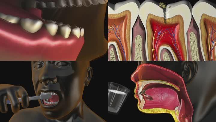 3d医疗人体口腔牙龈牙齿牙科牙齿健康