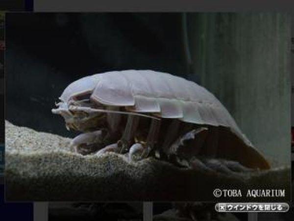 大王具足虫是世界最大等足类生物 绝食第6年 大王具足虫死亡