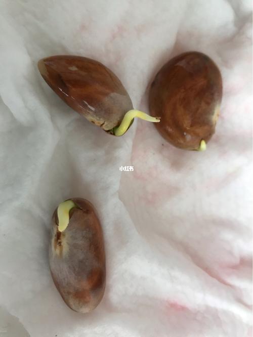 菠萝蜜种子发芽_菠萝蜜_美食_美食其他