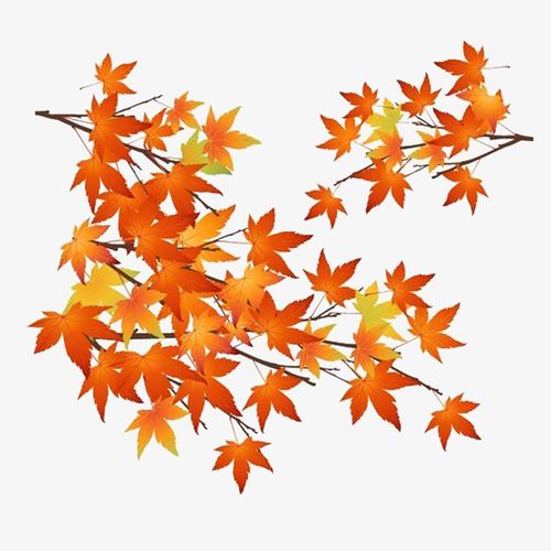 关键词 : 卡通手绘,创意,动漫动画,简约,黄色的枫叶,树叶