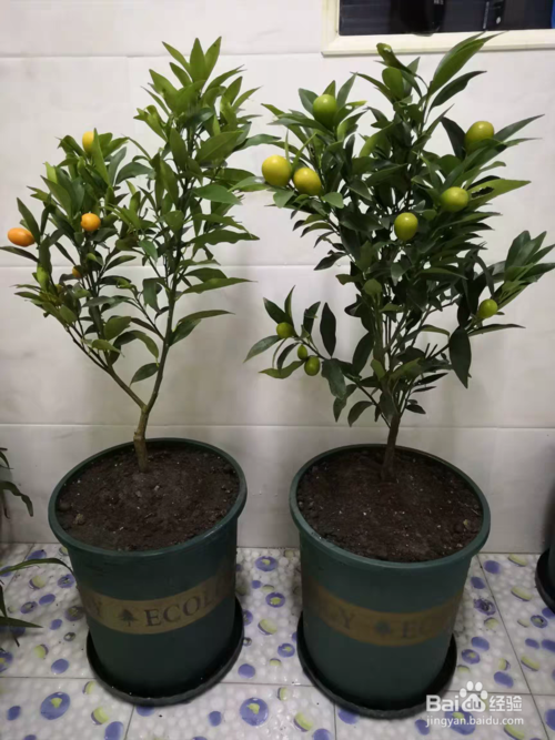 桔子树怎么养殖