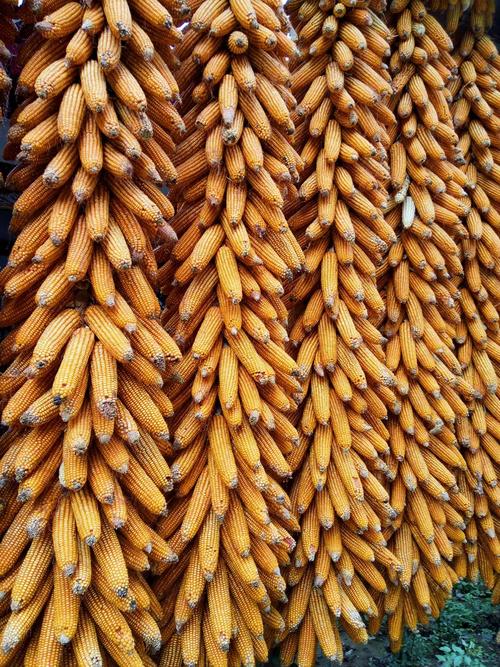 将近一个月的辛苦劳作后,看那一串串的金黄玉米,宛如一个个劳作人民的