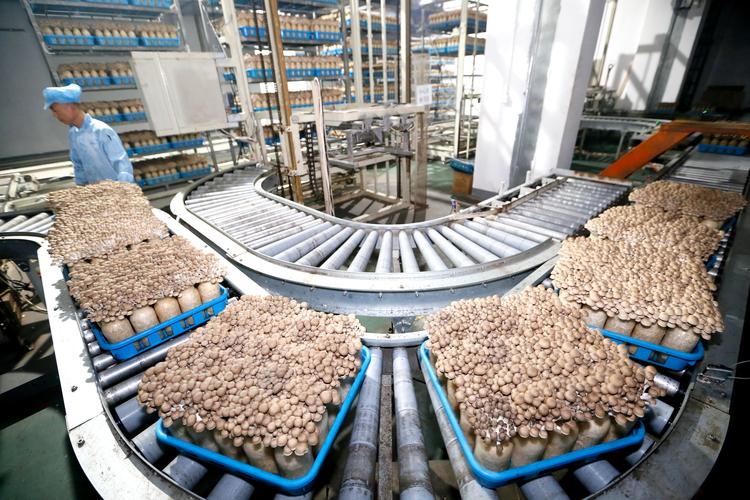 青岛即墨区工厂化栽培食用菌畅销海外市场