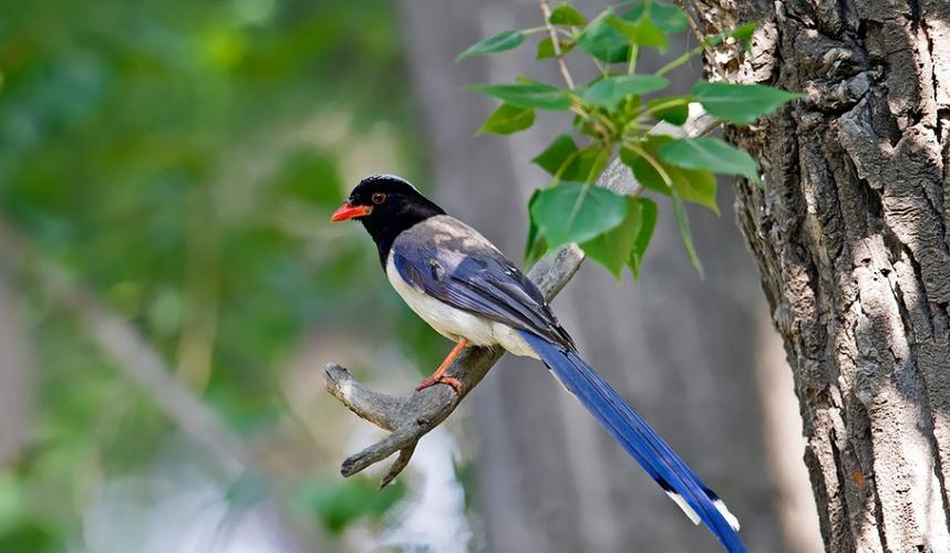 网传的蓝桉已遇释槐鸟的原出处蓝桉和释槐鸟又是什么