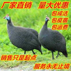 珍珠鸡苗脱温苗活体珍禽贵妃鸡苗野山鸡苗芦花鸡苗孔雀火鸡苗包邮