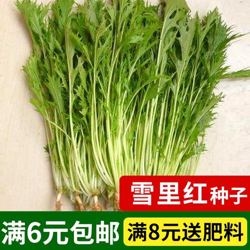 雪里蕻小叶雪里红种子雪菜金丝芥菜咸菜四季青菜蔬菜种子孑籽