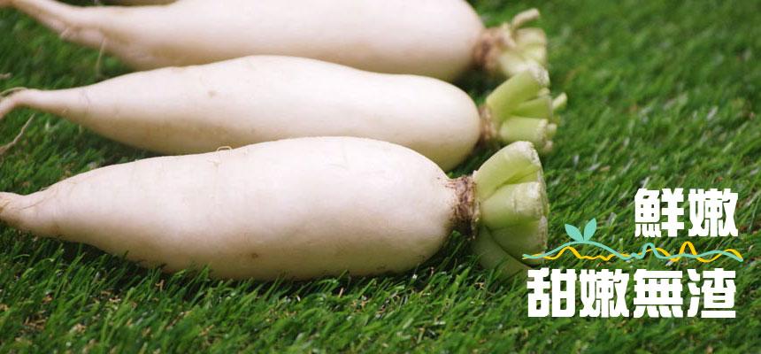 【美浓】月光山下的白玉萝卜6斤