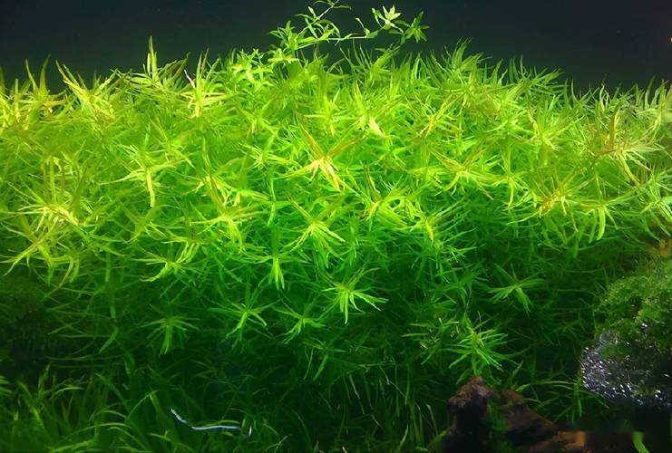 50种常见水草赏析