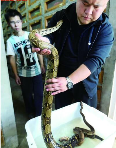 小伙养3万条蛇 被咬还继续与蛇为伍