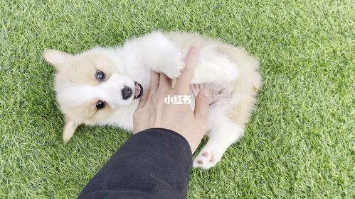 "凶猛"的柯基犬_柯基_呆萌_萌犬联盟_宠物_狗