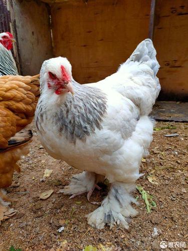 [婆罗门鸡苗批发]婆罗门鸡苗 婆罗门鸡梵天鸡,自养自销婆罗门鸡大小