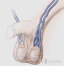 阴囊松弛睾丸下垂 睾丸下垂恢复最好的8个动作