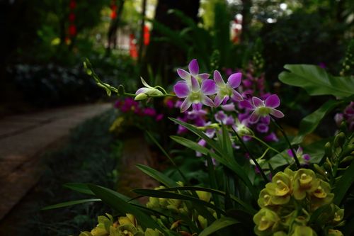 广州兰圃兰花展之——兰圃随拍(4)