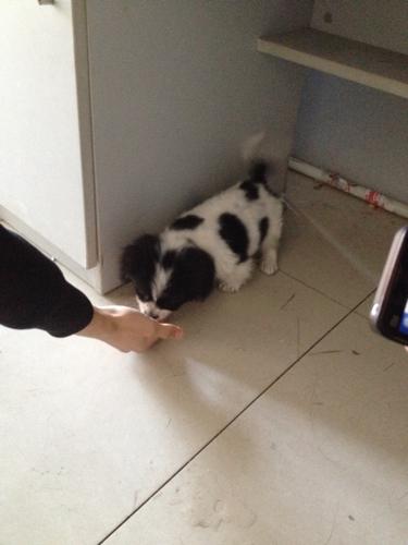 黑白相间小狗,什么品种