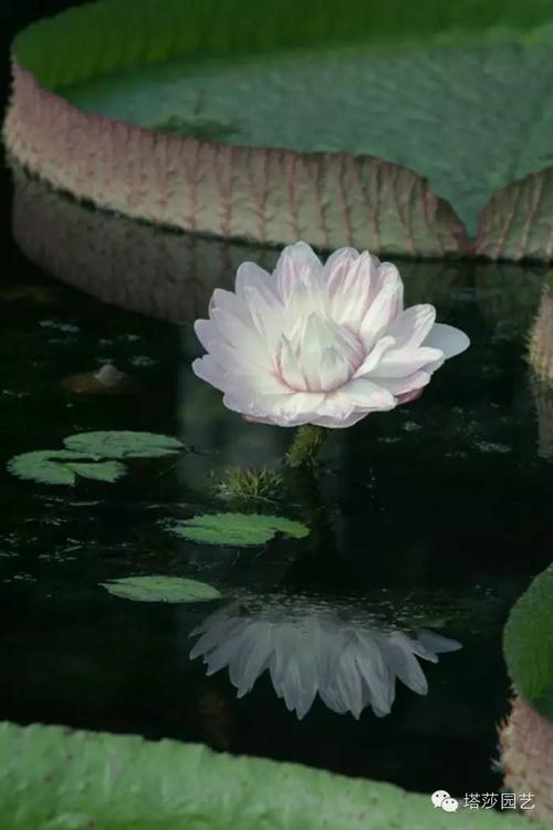 王莲在9月前后结果,浆果呈球形,种子黑色,果实成熟时,里面会含有300