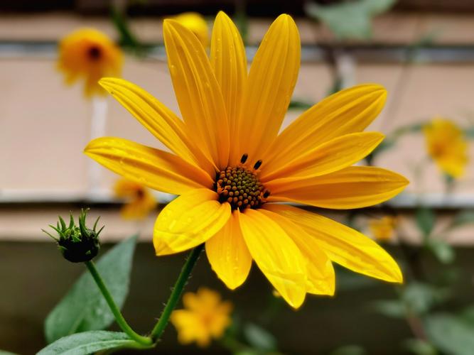 vv首发 图片/肖楠摄影 菊芋花花语:热情,奔放,阳光,积极 代表着坚强