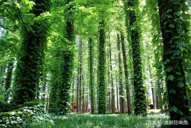茂密的树林,夏天避暑的好去处