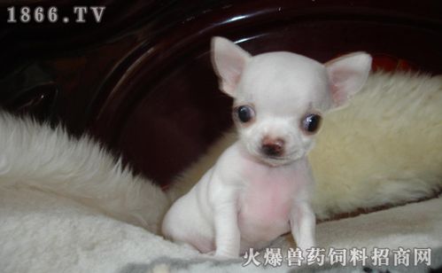 宠物狗金娃娃多少钱,金娃娃狗价格