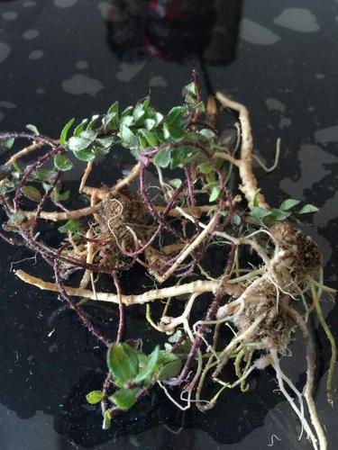 这个草药叫什么名字可以吃胃病胃溃疡