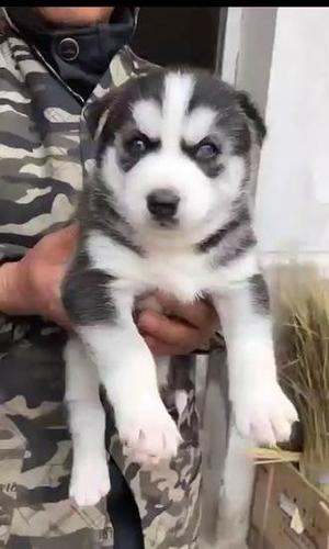 出售哈士奇幼崽哈土奇二哈狗仔纯种赛级蓝眼哈奇士幼犬活体雪橇犬