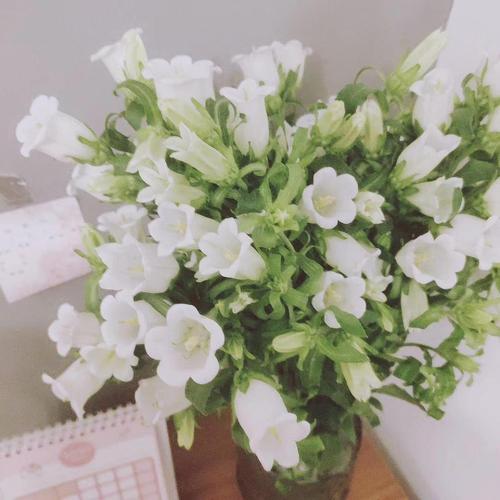 白色风铃花也太太太好看了!