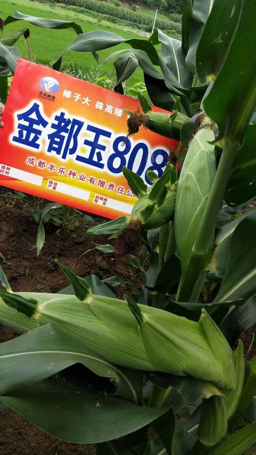 丰乐种业重点推广的特大穗玉米品种一一金都玉808
