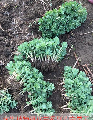 园艺八宝景天小苗耐寒绿植盆栽庭院绿化工程八宝景天多肉植物八宝景天