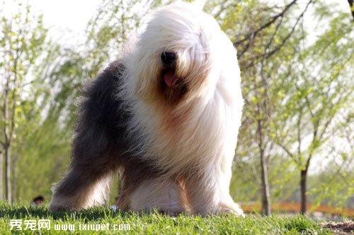 古牧犬智商情况怎么样及饲养注意事项