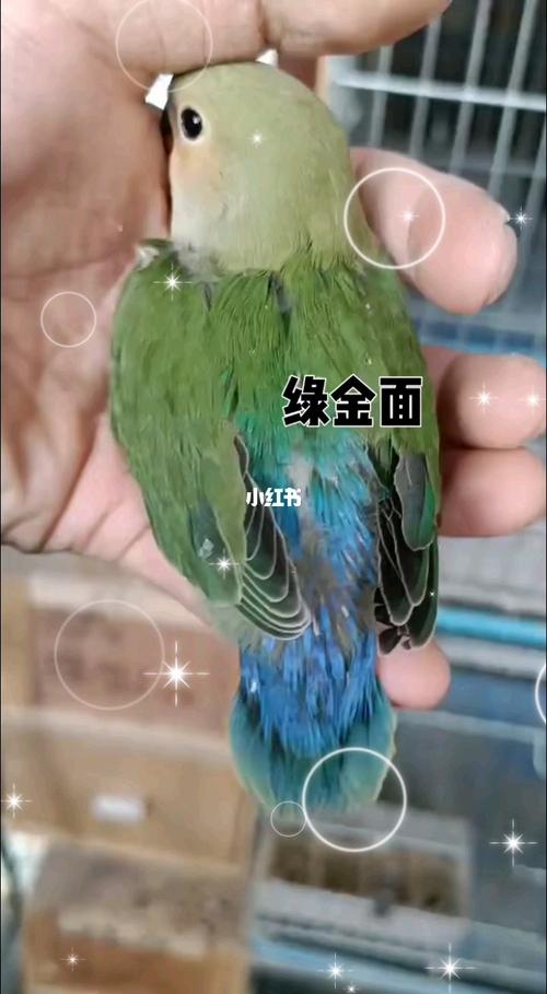手养牡丹鹦鹉#绿金面雏鸟_牡丹_手养牡丹鹦鹉_宠物